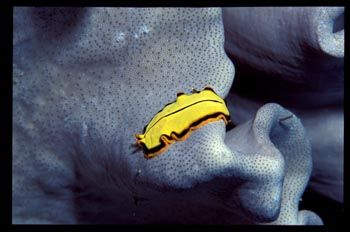 Nudibranch - Papua New Guinea - Nikon N90s - Nexus Housin... by Kristin Herold 